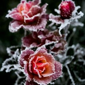 Meet your Posher, Summer